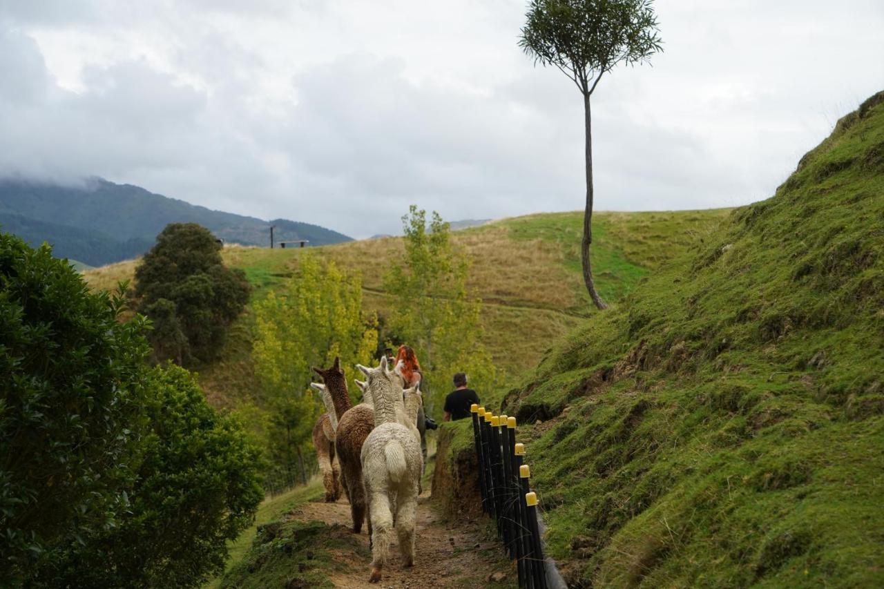 Luxury Stay, Alpaca Farm Paraparaumu Exteriör bild