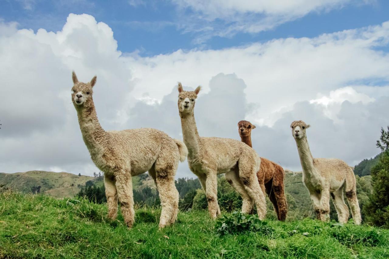 Luxury Stay, Alpaca Farm Paraparaumu Exteriör bild